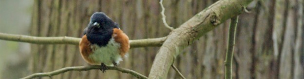 a little bird sitting on a branch